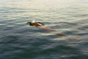 Blainsville Whale